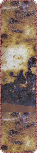shapeimage_14